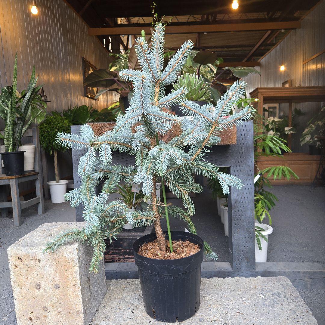 ③　ブンゲンス　トウヒ　ホプシー8号　最高等級極上品‼️