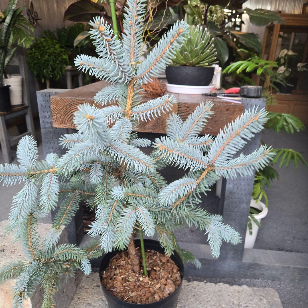 ③　ブンゲンス　トウヒ　ホプシー8号　最高等級極上品‼️