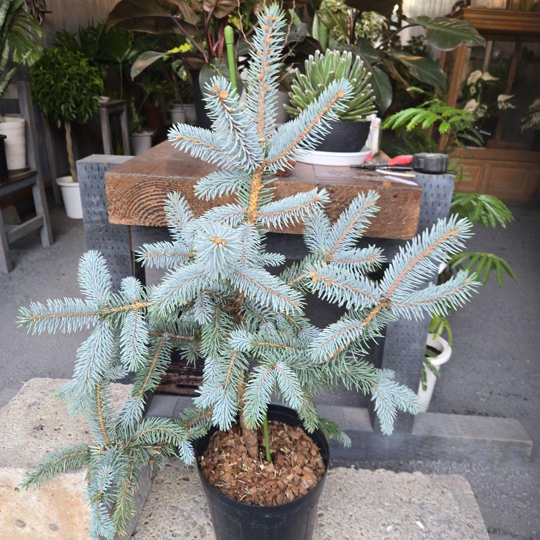 ③　ブンゲンス　トウヒ　ホプシー8号　最高等級極上品‼️