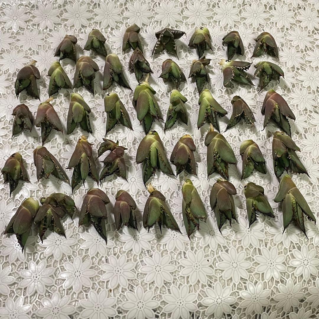 多肉植物アガベ チタノタ レッドキャットウィーズル 赤猫大子株 43株同梱