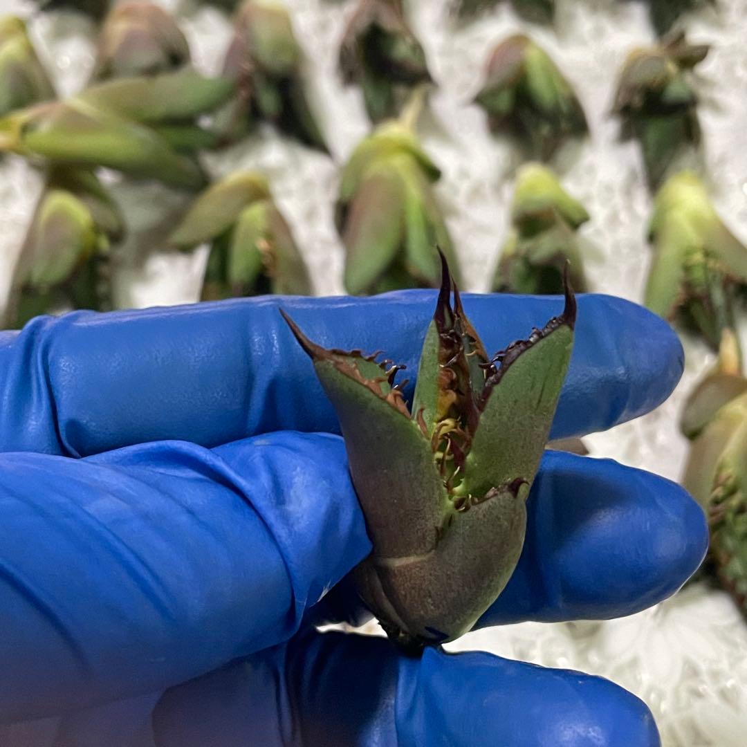 多肉植物アガベ チタノタ レッドキャットウィーズル 赤猫大子株 43株同梱