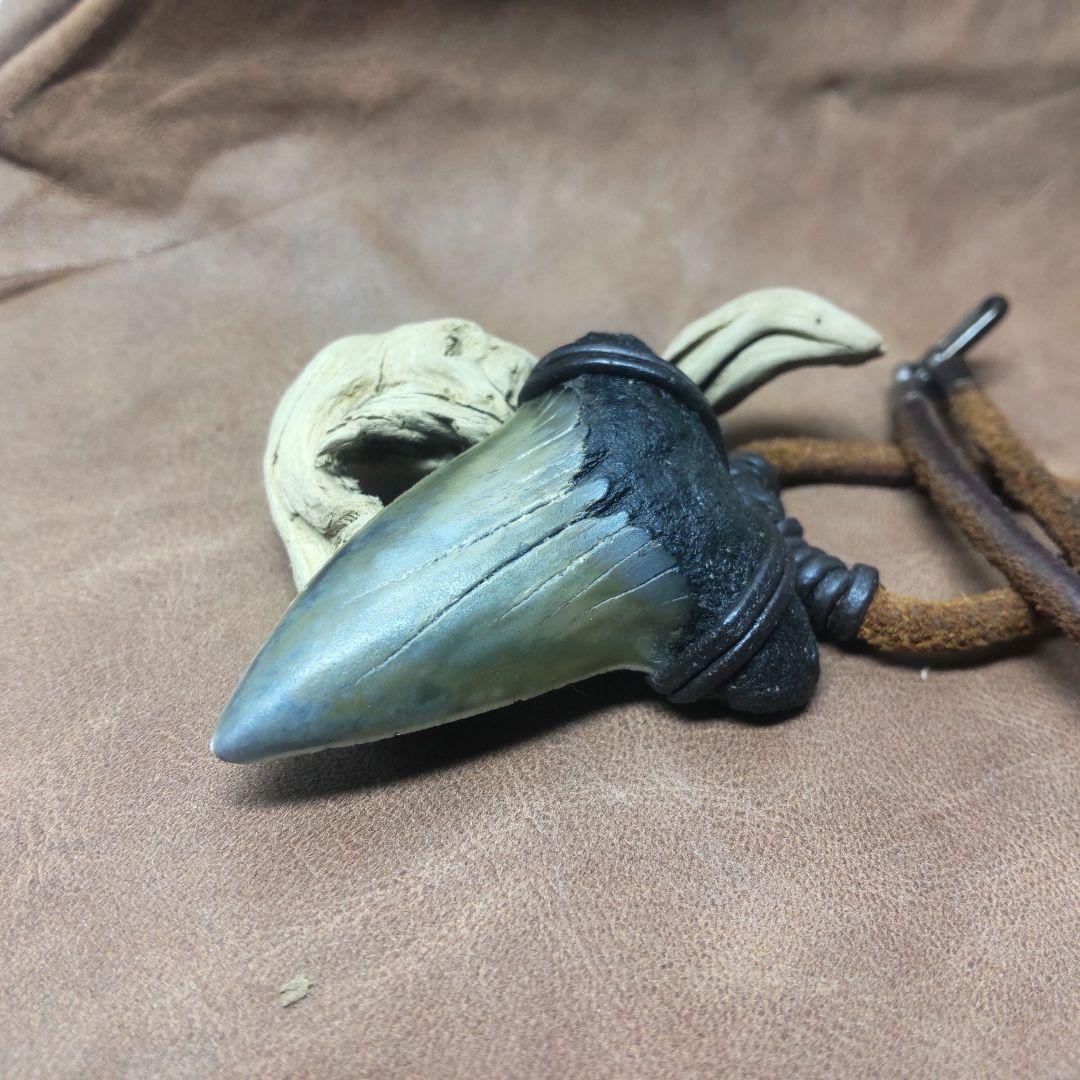 ③Isurs hastalis 化石　鮫の歯　メガロドン　三葉虫　希少