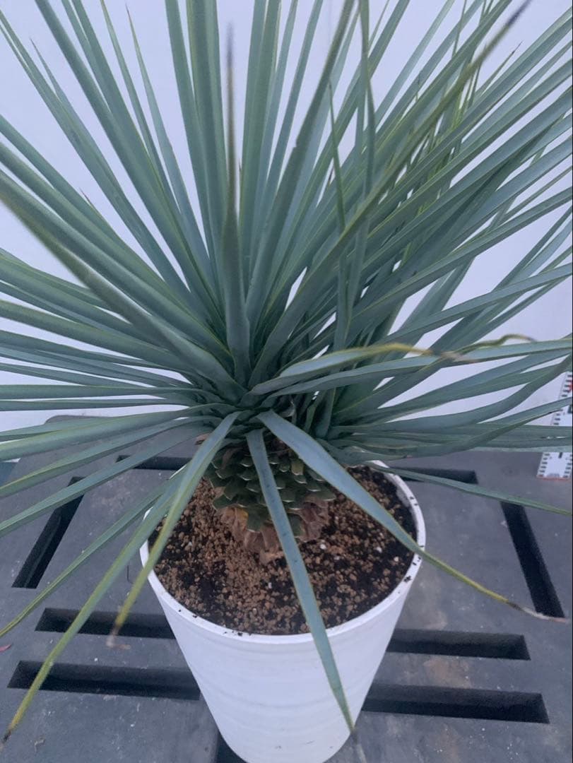 ユッカ　リギダ　分頭　　白鉢