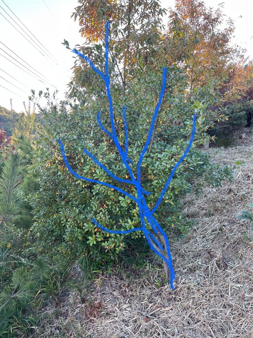 現品　ウバメガシ　特大苗　2mほど　山採り