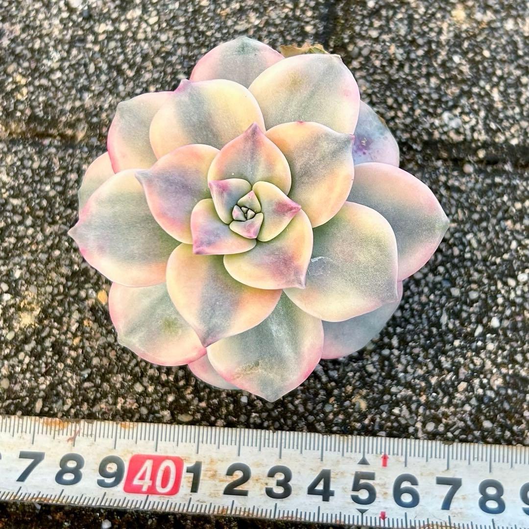 確認専用出品‼️エケベリア パープルディライト覆輪超完璧錦　超美苗