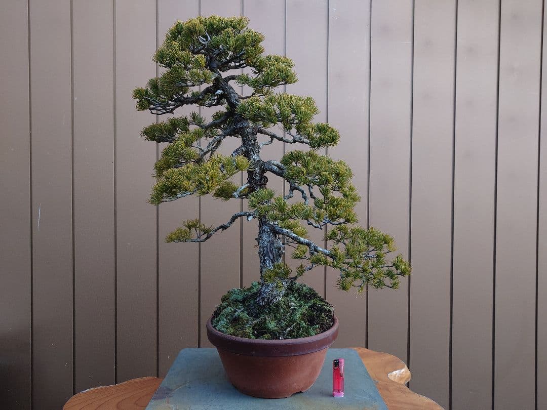 盆栽　五葉松　樹高67cm