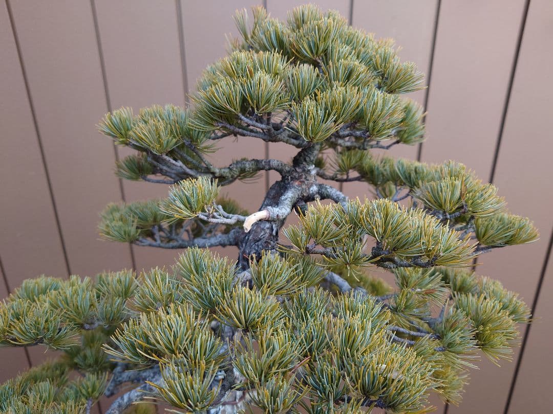 盆栽　五葉松　樹高67cm