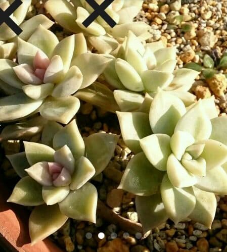 フラワー・ガーデニング trururu