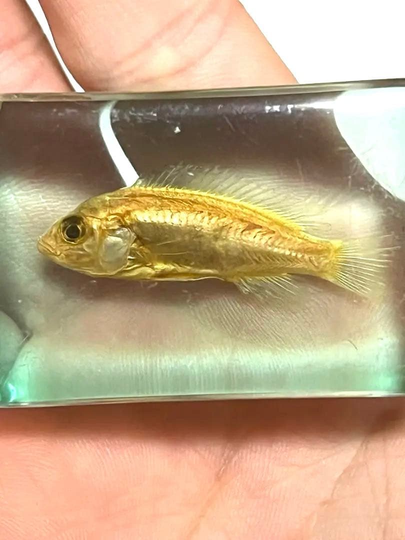 昆虫標本とおまけの魚の標本キーホルダー