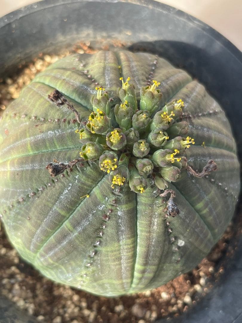 シンメトリカ 4号サイズ 傷あり