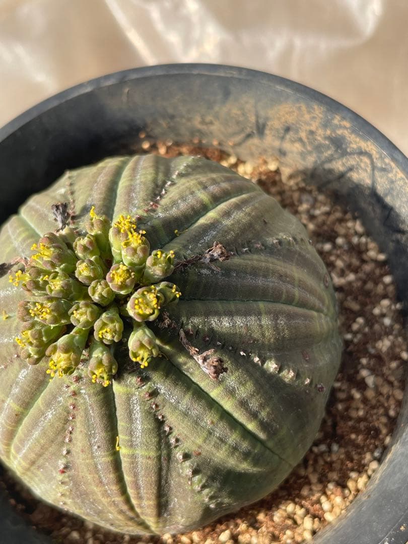 シンメトリカ 4号サイズ 傷あり