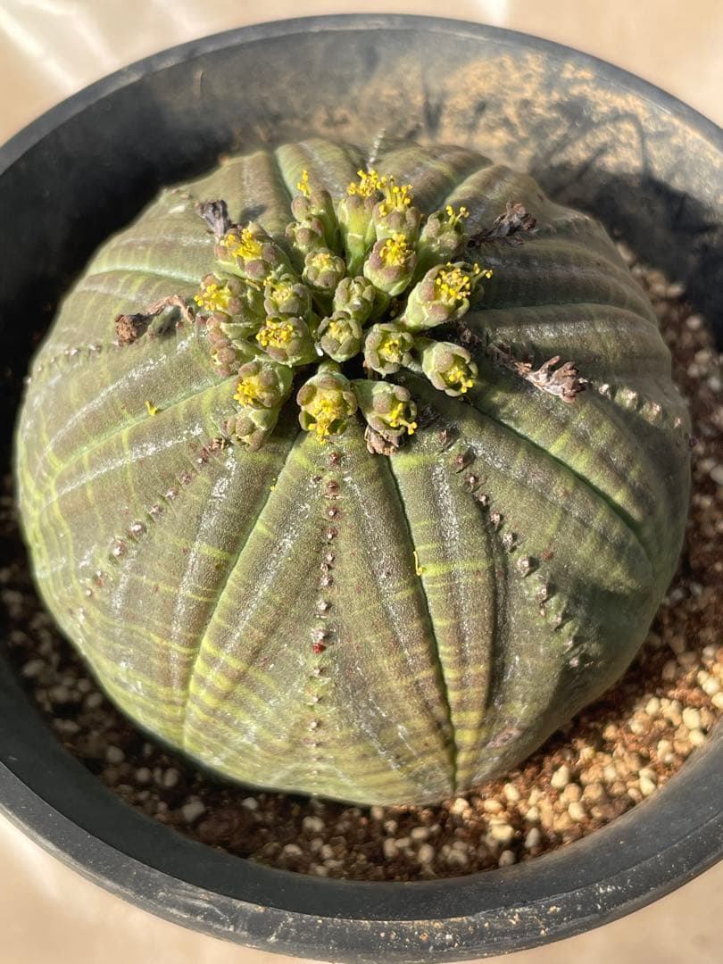 シンメトリカ 4号サイズ 傷あり