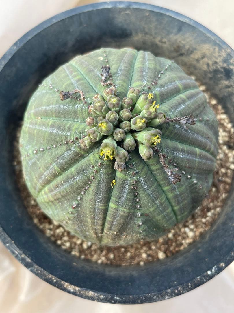 シンメトリカ 4号サイズ 傷あり