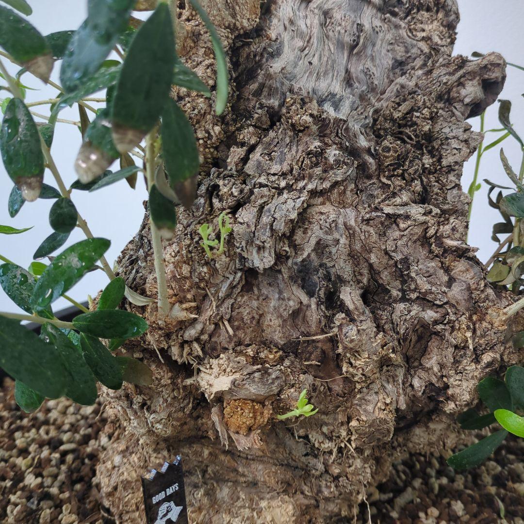 オリーブ 古木 old olive　盆栽