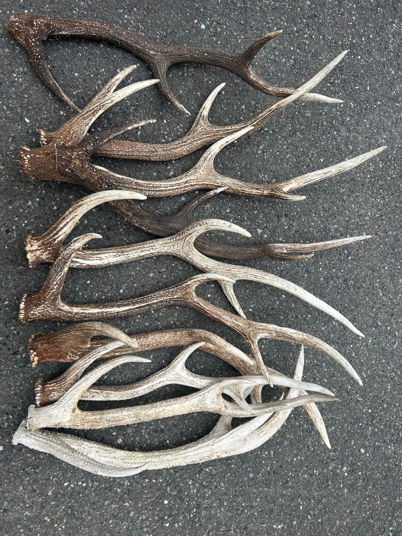 蝦夷鹿のち角　まとめ売り　10本セット