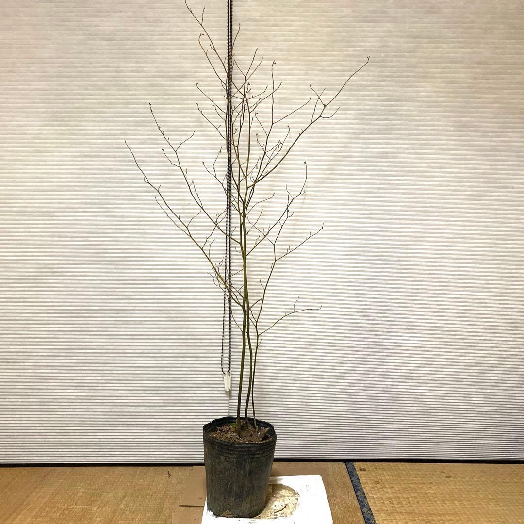 山採り　クロモジ　黒文字　クロモジ苗木 No1