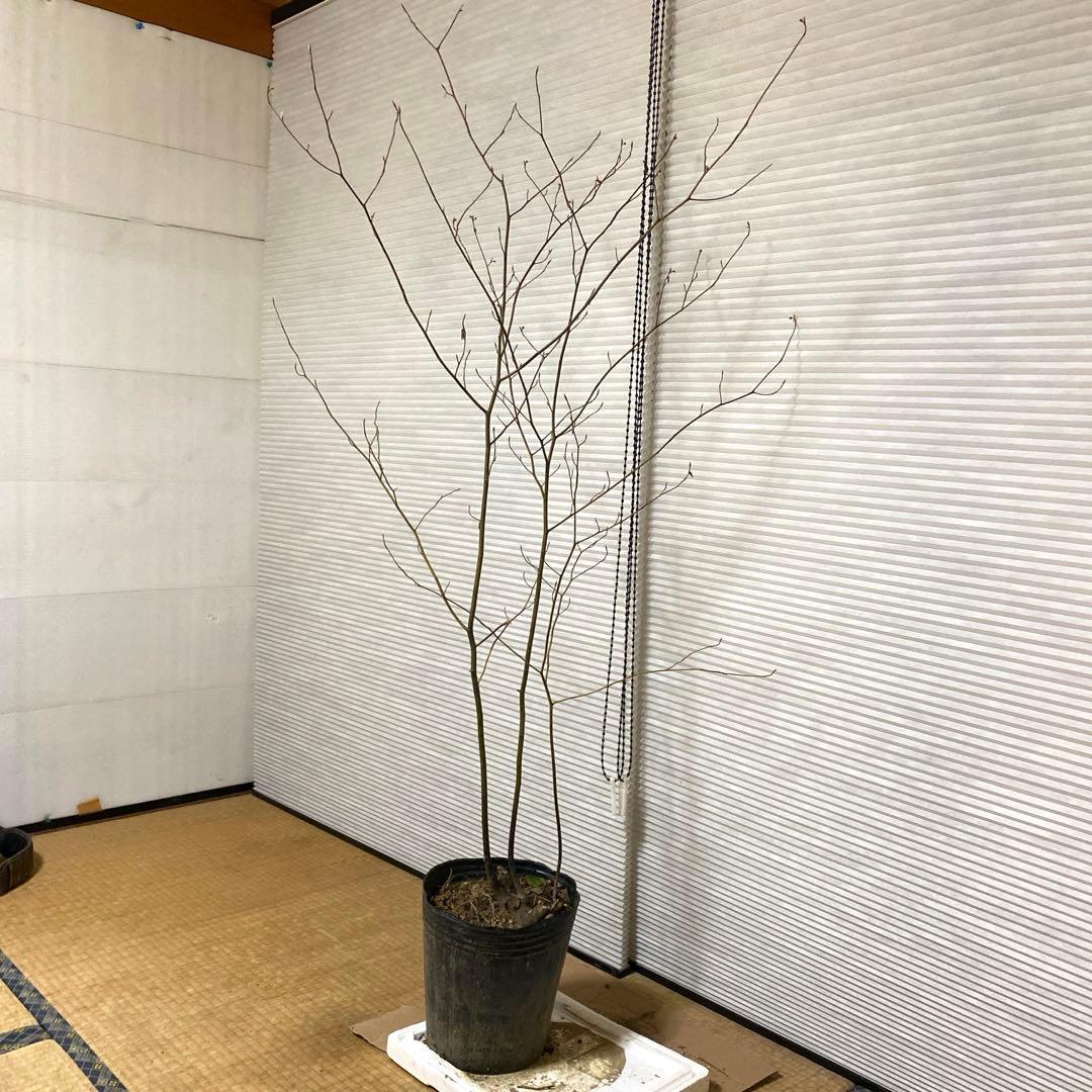 山採り　クロモジ　黒文字　クロモジ苗木 No1