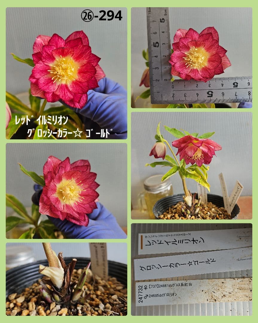 ★チャッピ様ご購入苗㉖-195㉖-294クリスマスローズ