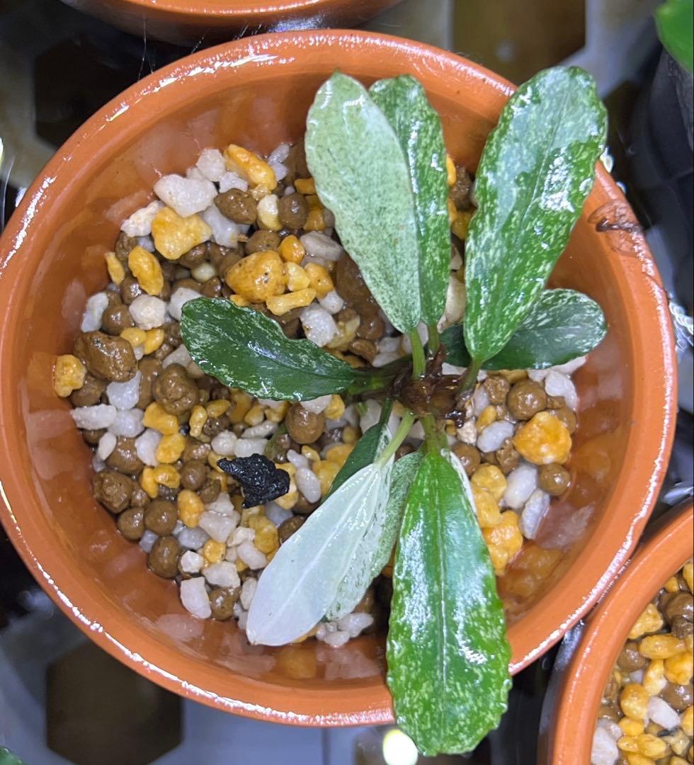 ブセファランドラspモトレイアーナバリエガーター