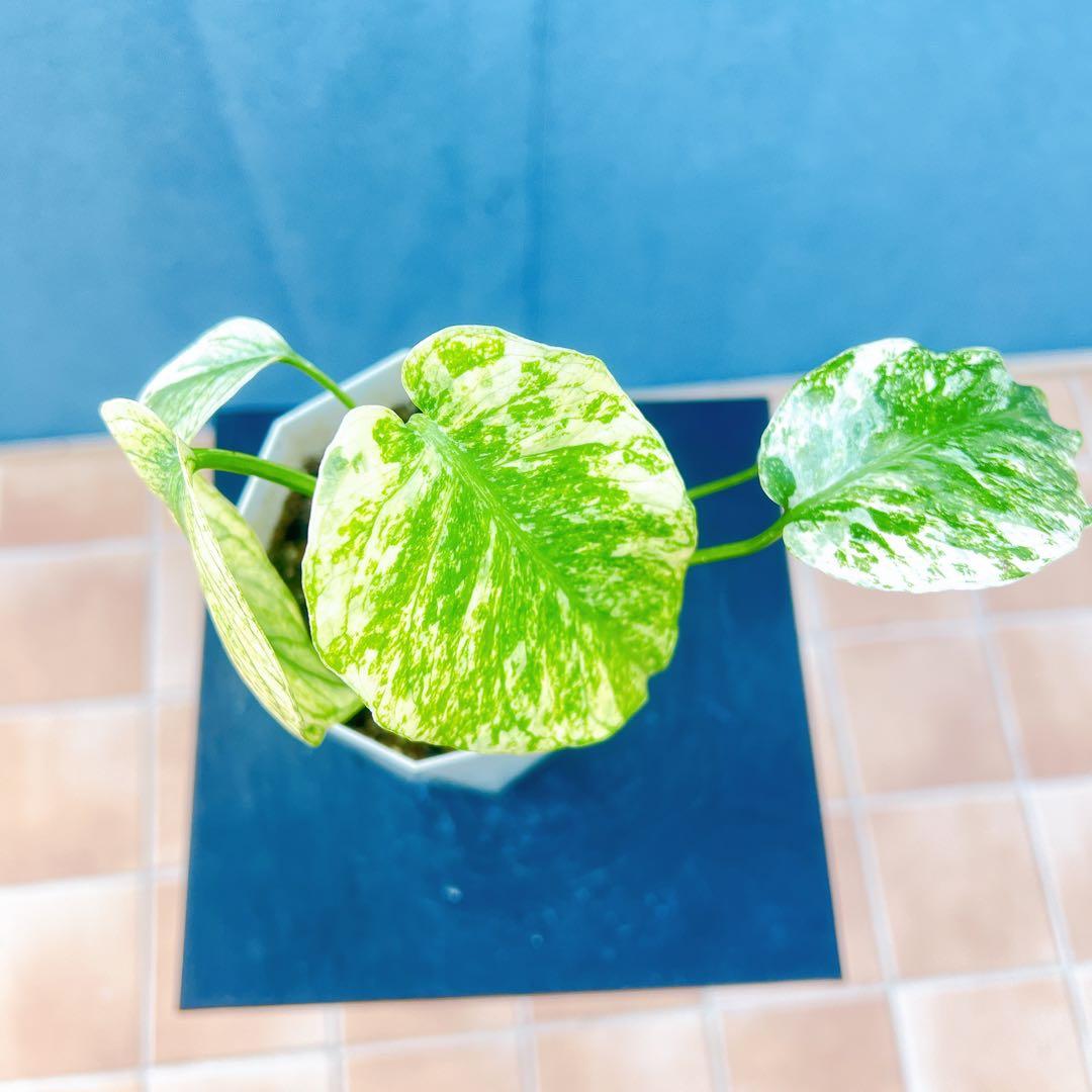 現品　モンステラ　デリシオーサ　ミント　バリエゲイティッド　57番　斑入り