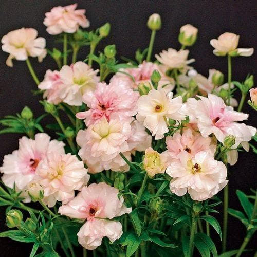 NEO　　ラナンキュラス ラックス 　6鉢