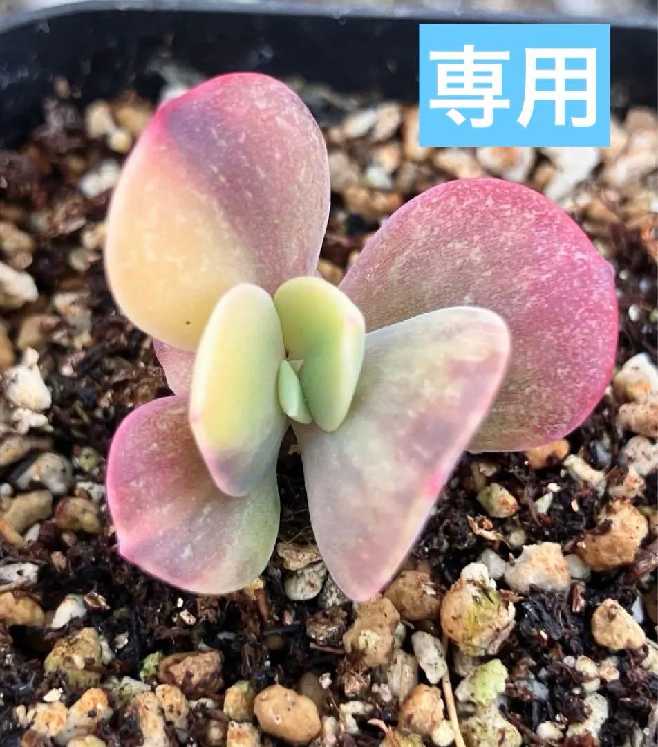 多肉植物　摘芯株　ブルーメタル錦　抜き苗