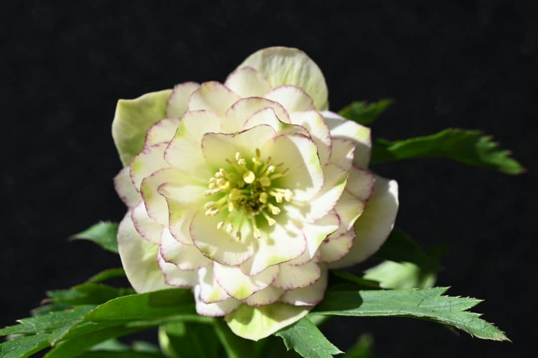 クリスマスローズ　ddグリーンリップピコティ　加藤農園