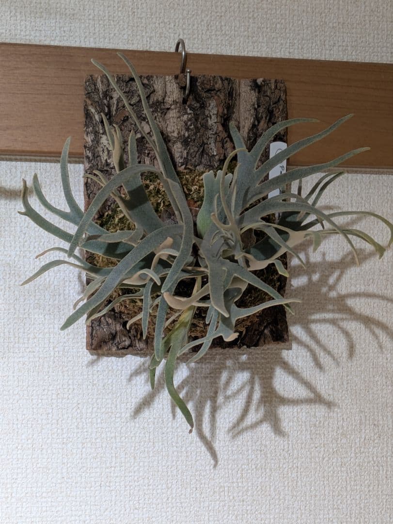 ビカクシダ P.willinckii Blue Queen Dwarf select
