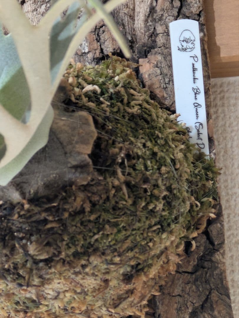 ビカクシダ P.willinckii Blue Queen Dwarf select