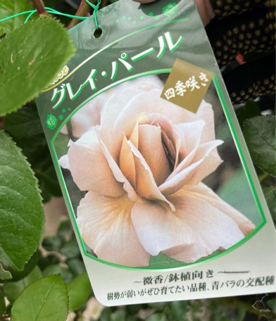 薔薇　グレイパール（HT）接木苗木 新奇な色彩　黒真珠のような趣のある花 蕾沢山