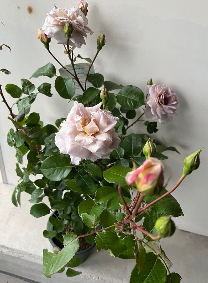 薔薇　グレイパール（HT）接木苗木 新奇な色彩　黒真珠のような趣のある花 蕾沢山