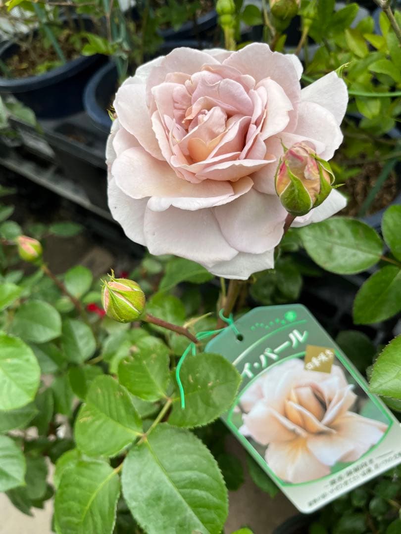 薔薇　グレイパール（HT）接木苗木 新奇な色彩　黒真珠のような趣のある花 蕾沢山