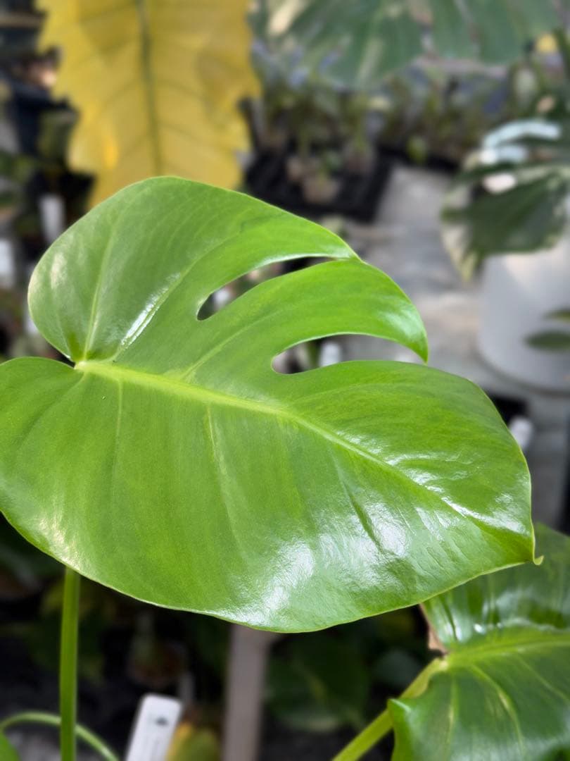 モンステラ　デリシオーサ　抹茶斑入り　グリーンオングリーン　美遺伝子株