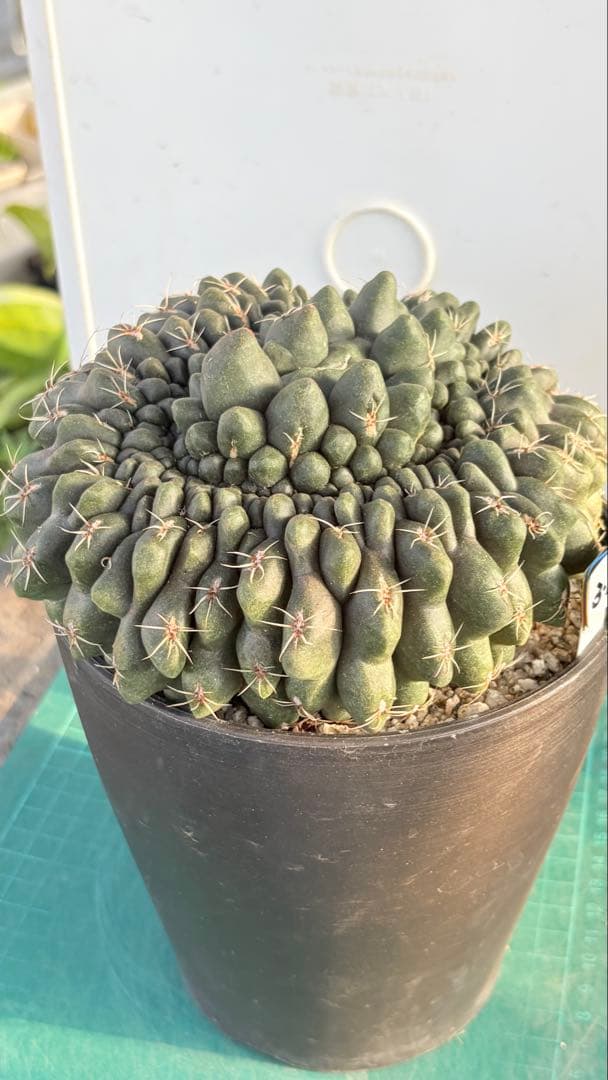10 綴化　緋花玉　鉢付　Gymnocalycium baldianum