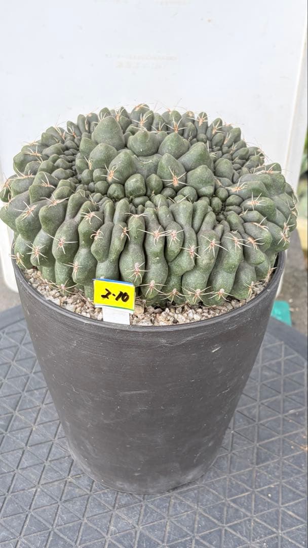 10 綴化　緋花玉　鉢付　Gymnocalycium baldianum