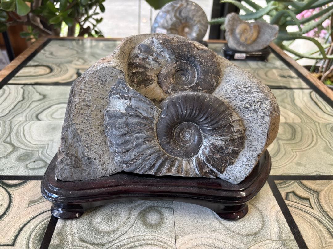 北海道　台付アンモナイト　化石　鉱石　希少　インテリア