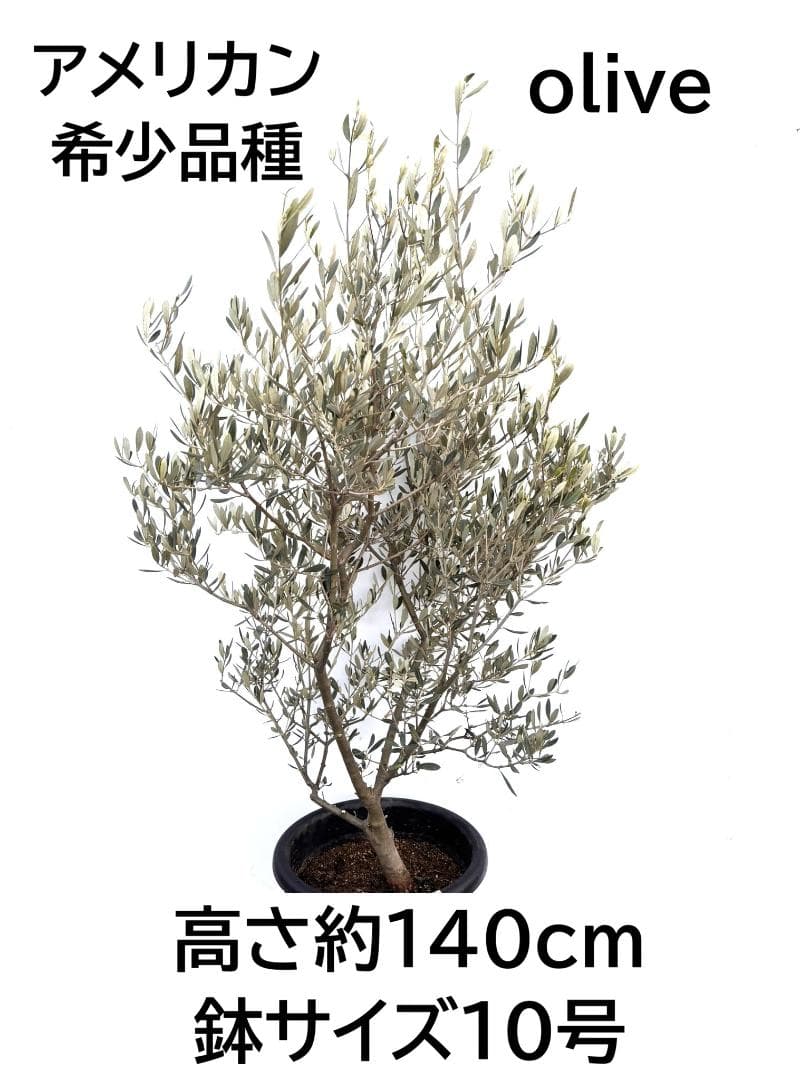 オリーブの木　アメリカン　10号　約140cm　K-334　希少品種　現品掲載