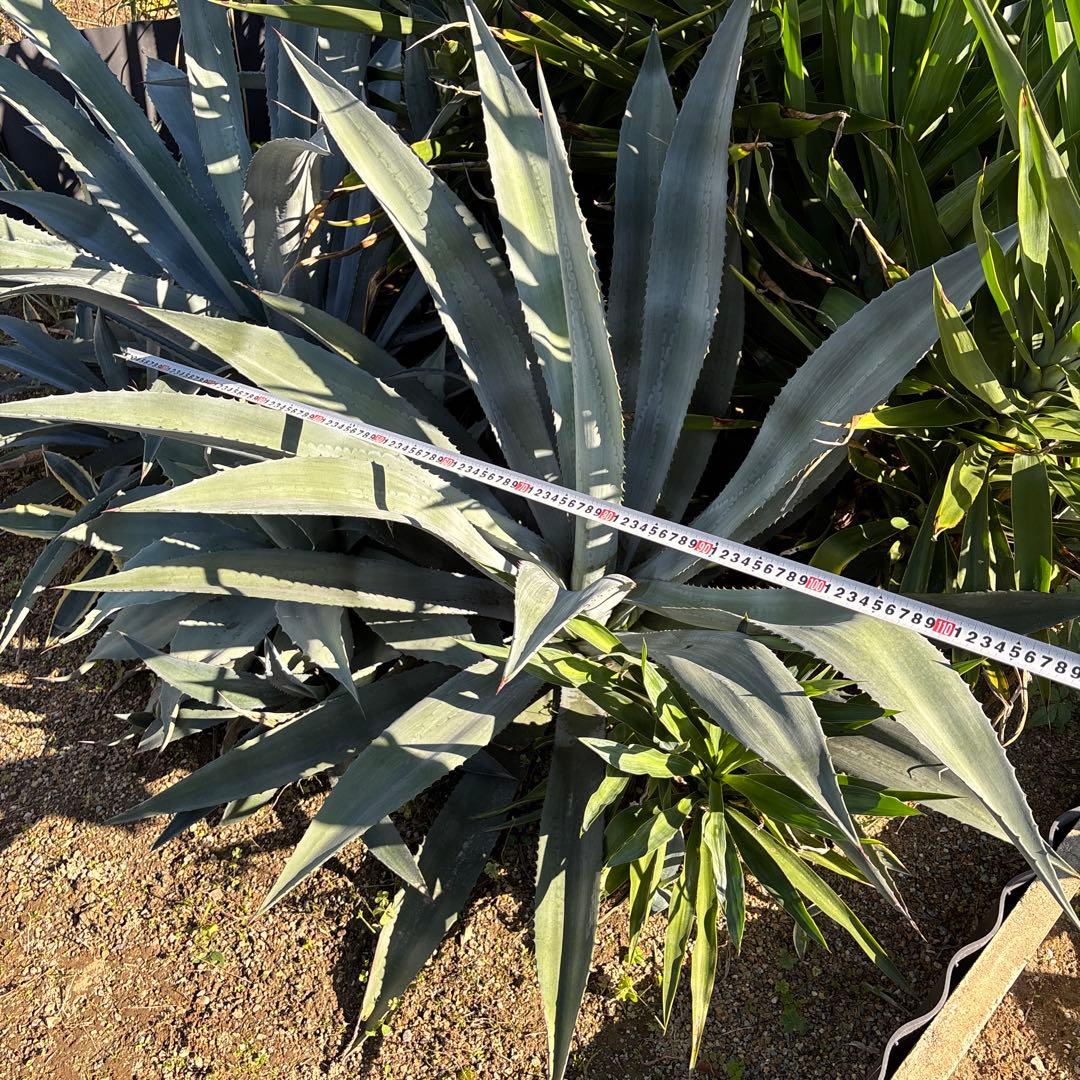 特大　巨大　アガベ　アメリカーナ　オアハカエンシス　ドライガーデン　35