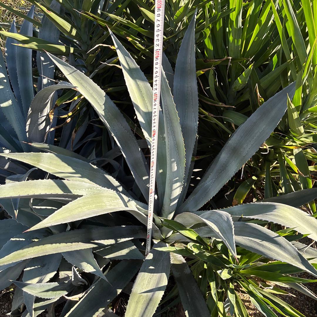 特大　巨大　アガベ　アメリカーナ　オアハカエンシス　ドライガーデン　35