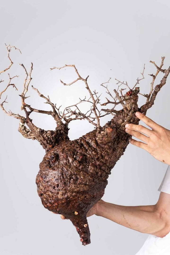 LP86 オペルクリカリア パキプス コーデックス ベアルート株