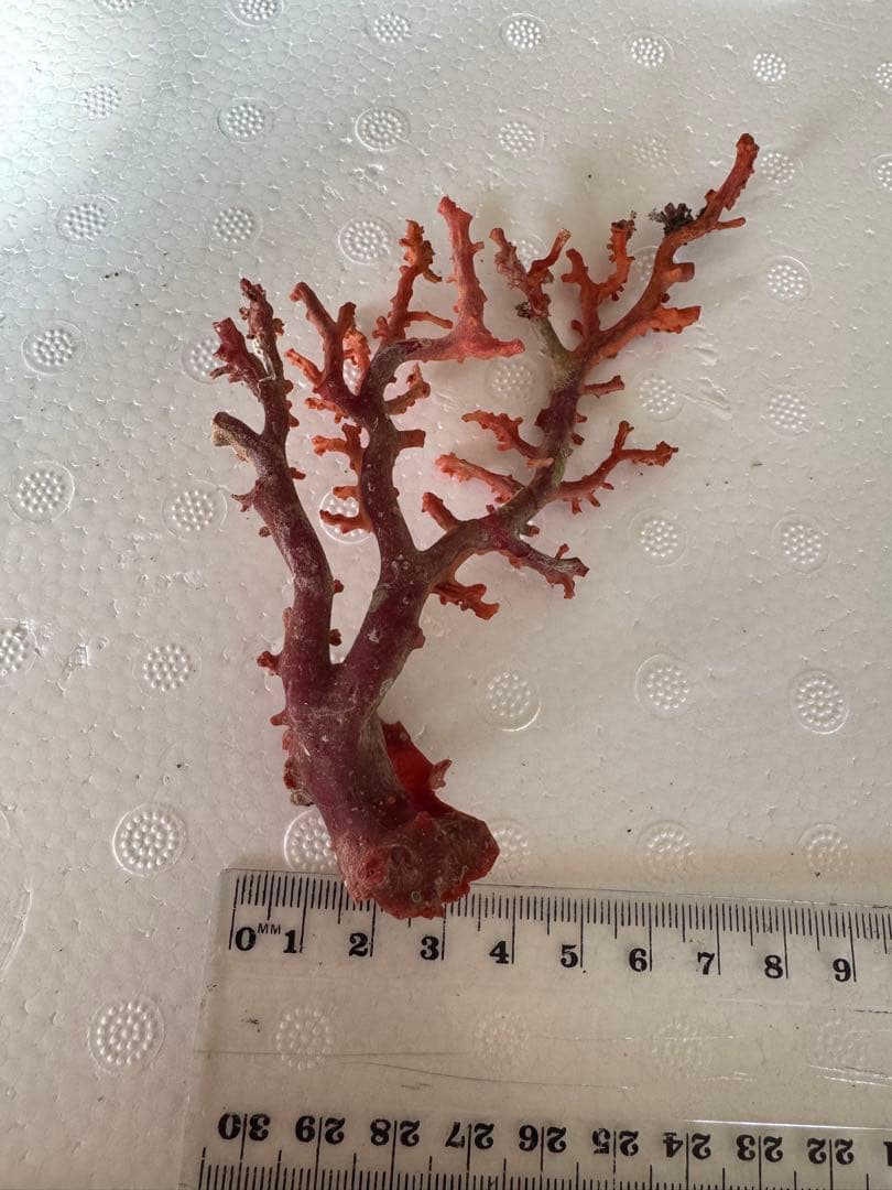 宝石珊瑚　血赤珊瑚　原木