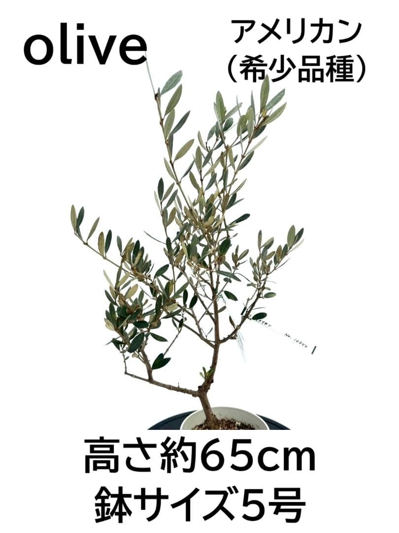 オリーブの木　アメリカン　5号　約65cm　NO.844　希少品種　現品掲載