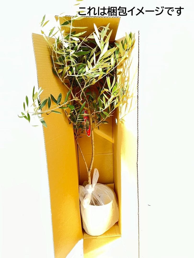 オリーブの木　アメリカン　5号　約65cm　NO.844　希少品種　現品掲載