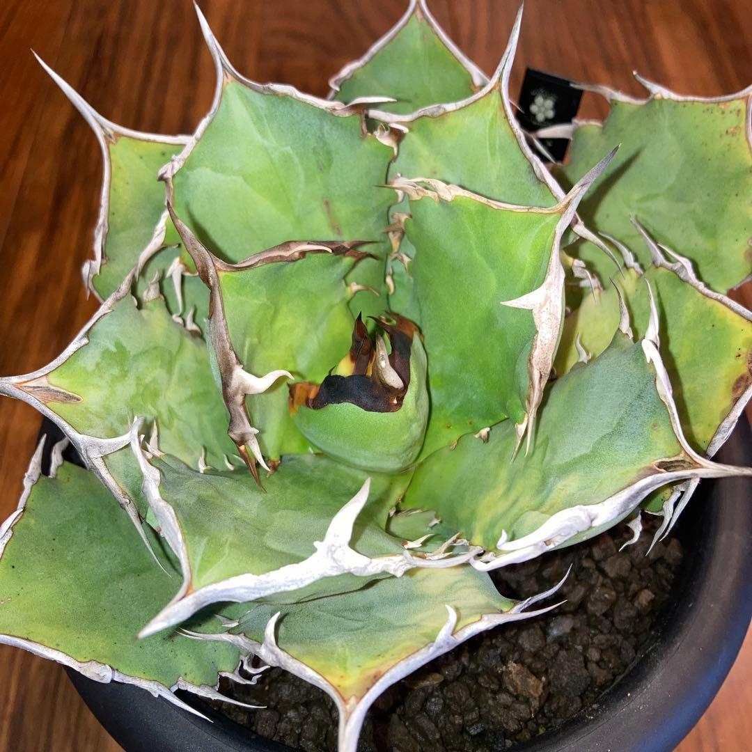 アガベ オテロイ オアハカ メキシコ産 現地株【現品・菊鉢付タグ付・メルカリ便】