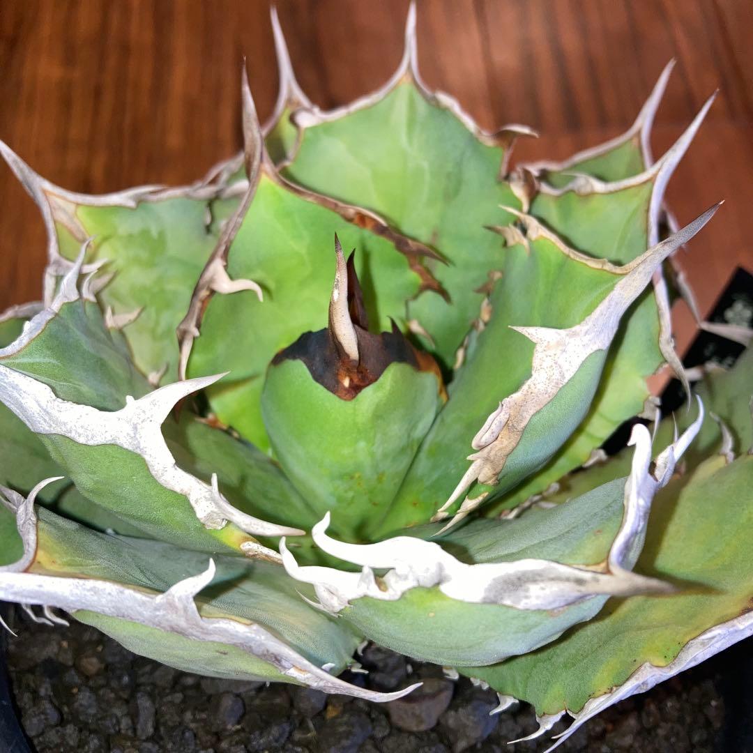 アガベ オテロイ オアハカ メキシコ産 現地株【現品・菊鉢付タグ付・メルカリ便】