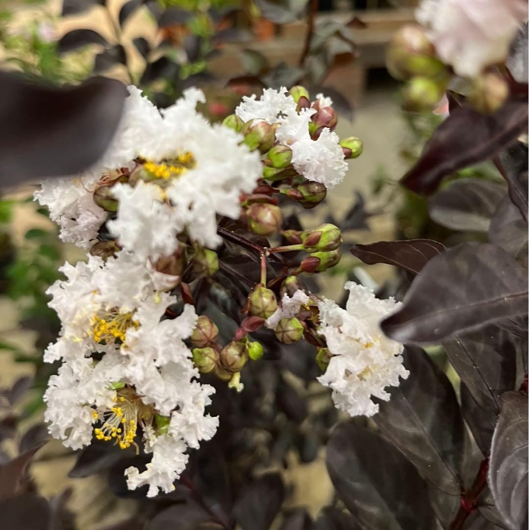 サルスベリ ブラックパール ホワイト ★新品種 大株株立ち 約1.2m 宅急便