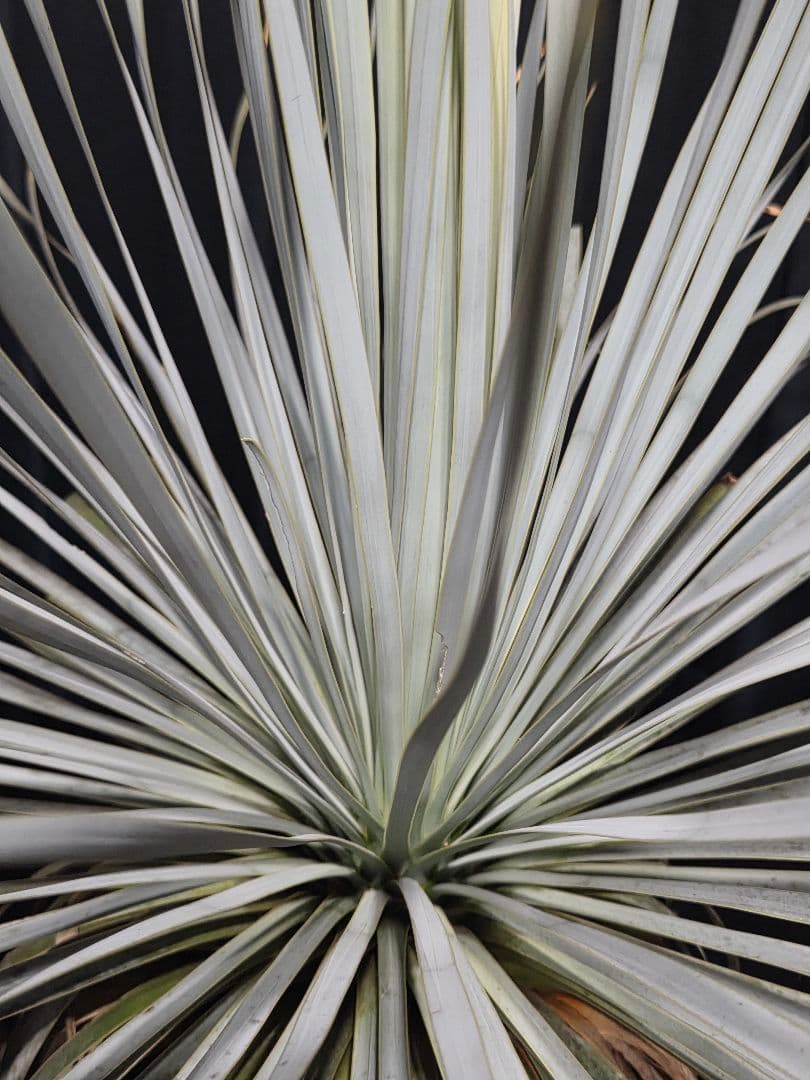 専用、セット、リピ、特割ユッカロストラータ 大、太株 (つ)濃厚ブルー葉