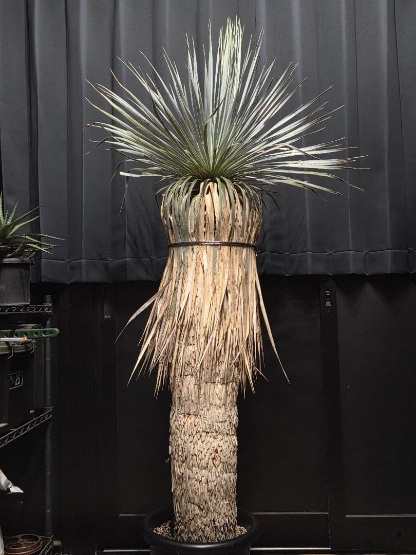 専用、セット、リピ、特割ユッカロストラータ 大、太株 (つ)濃厚ブルー葉