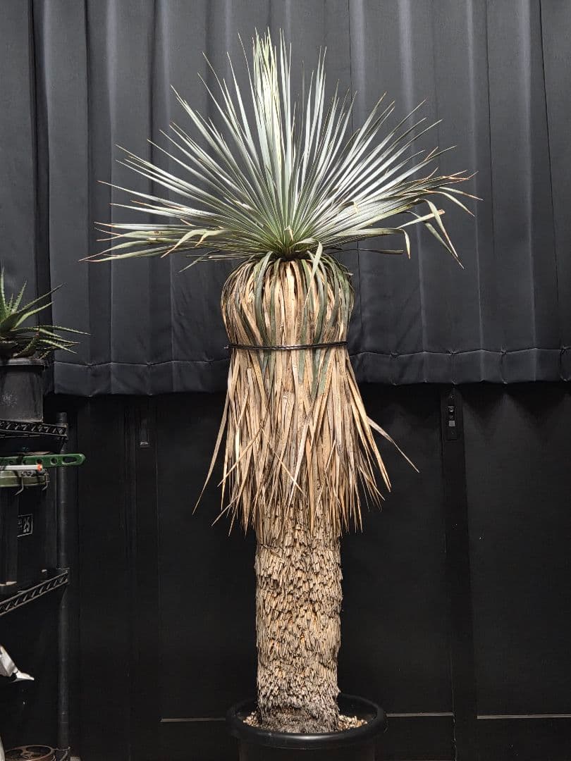 専用、セット、リピ、特割ユッカロストラータ 大、太株 (つ)濃厚ブルー葉