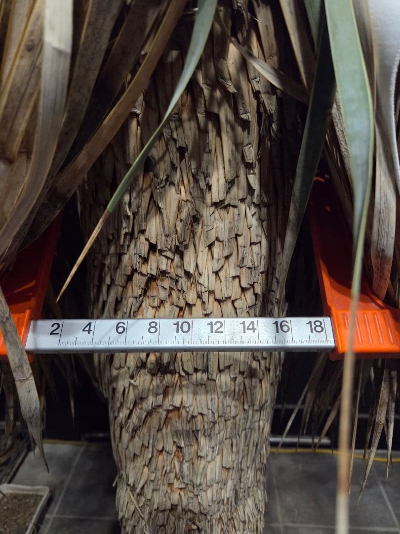 専用、セット、リピ、特割ユッカロストラータ 大、太株 (つ)濃厚ブルー葉